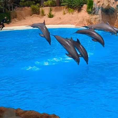 Cristianos Ocean Harmony Daire